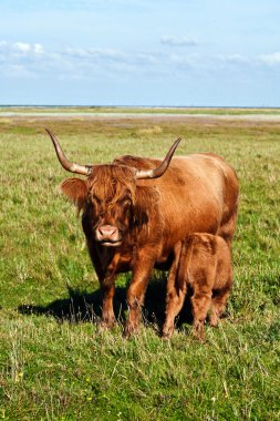 Galloway cattle standing in the meadow clipart