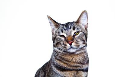 beyaz izole oturan kedi