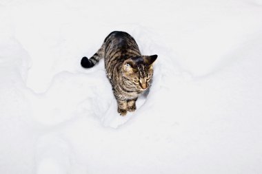 sevimli kedi Bahçe kar içinde gezinme