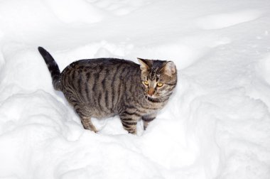 sevimli kedi Bahçe kar içinde gezinme