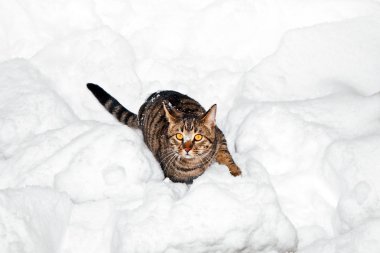 sevimli kedi Bahçe kar içinde gezinme