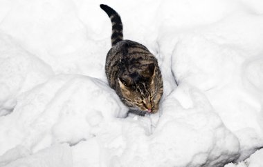 sevimli kedi Bahçe kar içinde gezinme