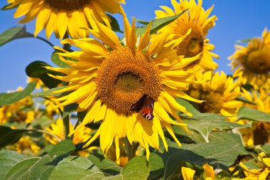 Sunflowers in the field clipart