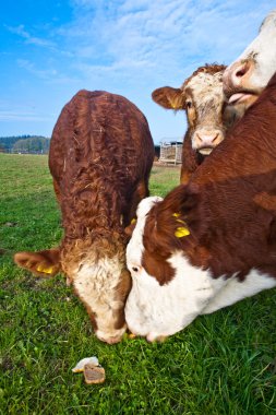 Friendly cattles on green granzing land are trusty clipart