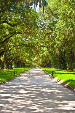 OAK alley in entrance of Plantation clipart