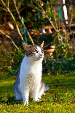 sevimli kedi bahçeye sahiptir.