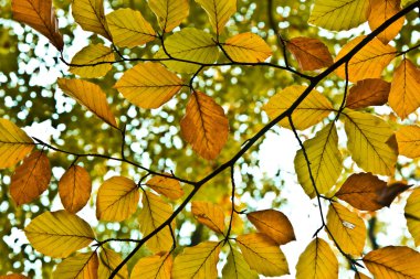 Background group autumn leaves in Indian Summer