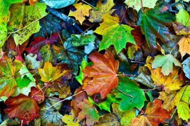 Background group autumn leaves in Indian Summer