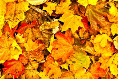 Background group autumn leaves in Indian Summer