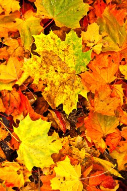 Background group autumn leaves in Indian Summer