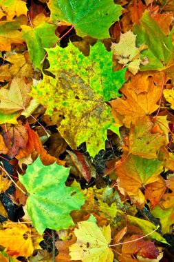 Background group autumn leaves in Indian Summer