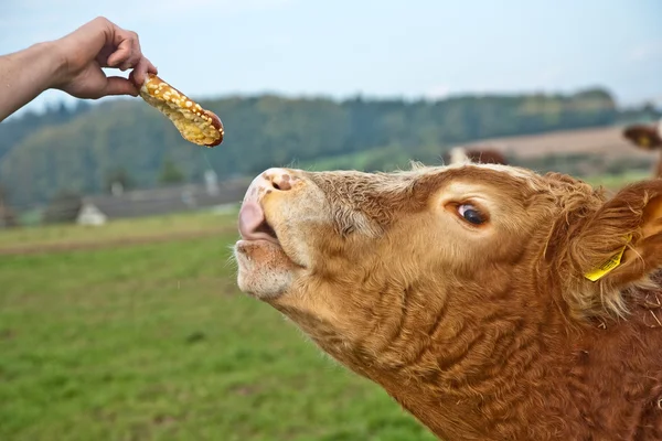 stock image Friendly cattles on green granzing land are trusty