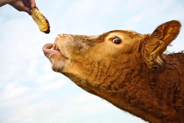 stock image Friendly cattles on green granzing land are trusty