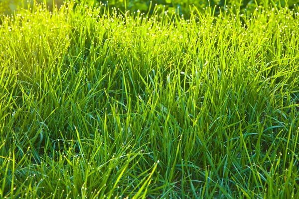 Grass in de ochtend met dauw — Stockfoto