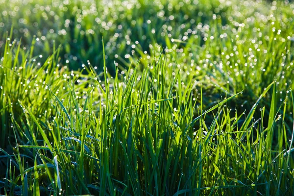 Hierba fresca —  Fotos de Stock