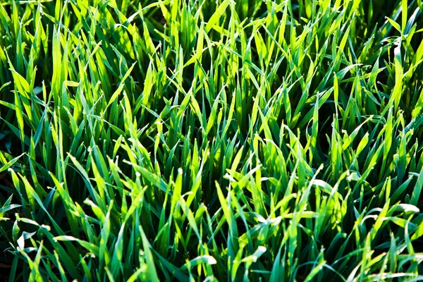 Свежая трава с капельками росы — стоковое фото