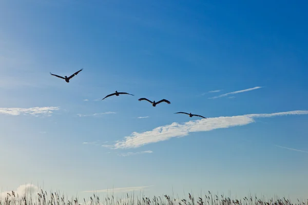 Hava Pelikan sürüsü — Stok fotoğraf
