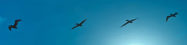 Pelikanflokk i luften – stockfoto