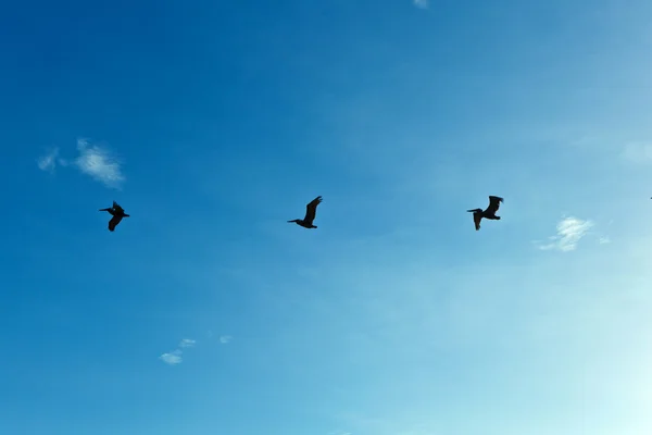 Стадо пеликанов в воздухе — стоковое фото