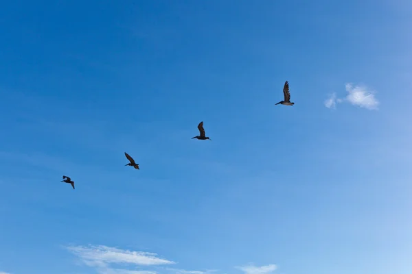 Rebanho de pelicanos no ar — Fotografia de Stock