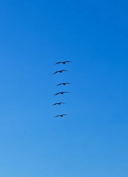 Flock of pelicans in the air — Stock Photo, Image