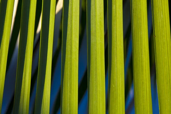 Bella texture foglia di palma — Foto Stock
