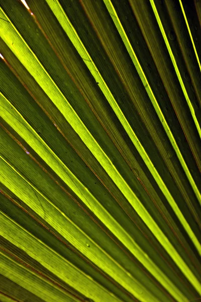 Krásný Palmový list texturu — Stock fotografie