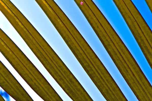 Bela textura da folha de palma — Fotografia de Stock
