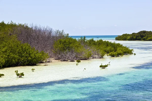 Güzel doğal plajları ve temiz su anahtarlarında palmes ve mangro ile — Stok fotoğraf