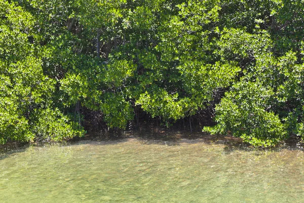 Krásné malebné pláže a čisté vody v keys s palmes a mangro — Stock fotografie