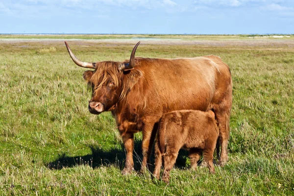 Galloway cattle standing in the meadow — Stock Photo, Image