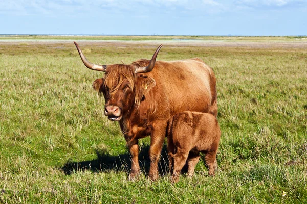 Galloway gado em pé no prado — Fotografia de Stock