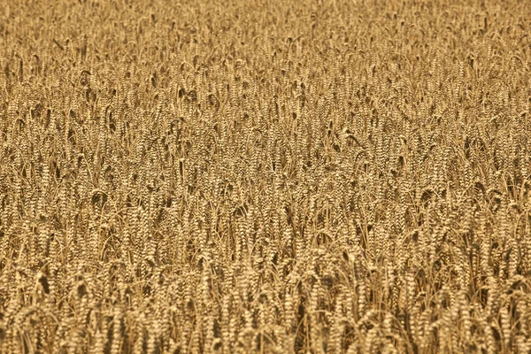 Pola kukurydzy z gotowe do zbioru kukurydzy — Zdjęcie stockowe