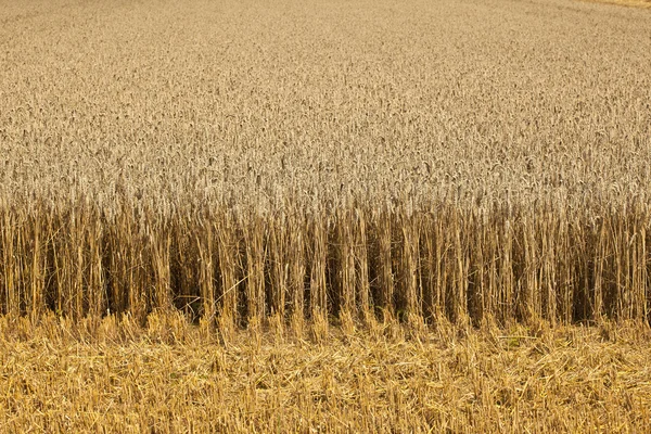 Champs de maïs avec maïs prêt pour la récolte — Photo