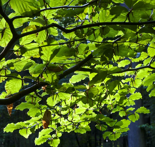 Hojas de árboles en bosque verde —  Fotos de Stock