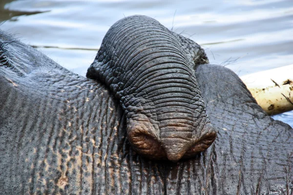 Таск индийского слона в лагере — стоковое фото