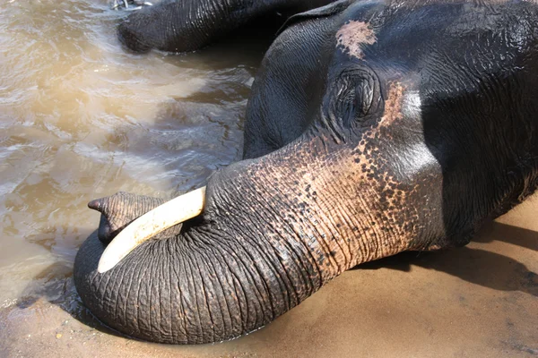 Hint elefant kampında azı — Stok fotoğraf