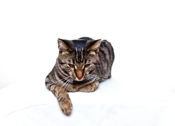 Un gato sentado aislado en blanco —  Fotos de Stock