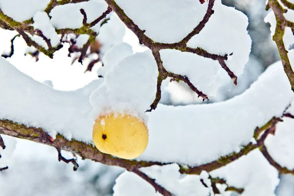 熟したリンゴの枝にぶら下がっています。 — ストック写真
