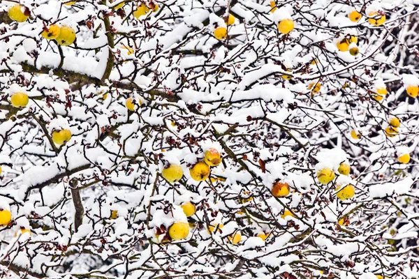 Des pommes mûres sont suspendues à une branche — Photo