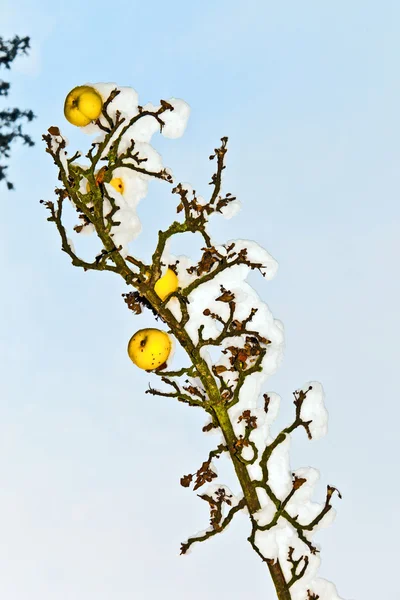 Спелые яблоки висят на ветке — стоковое фото