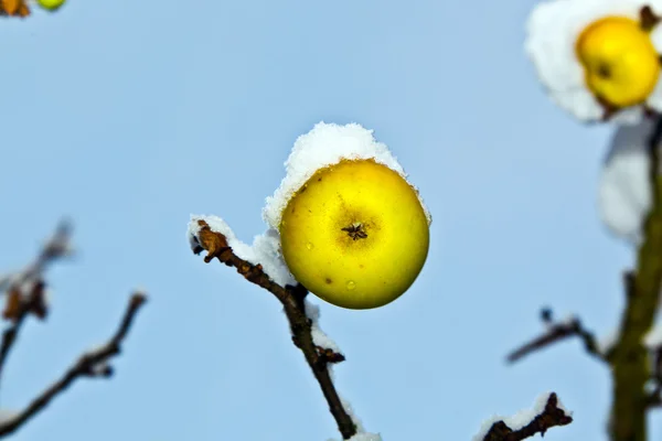 Rijp appels zijn opknoping op een tak — Stockfoto