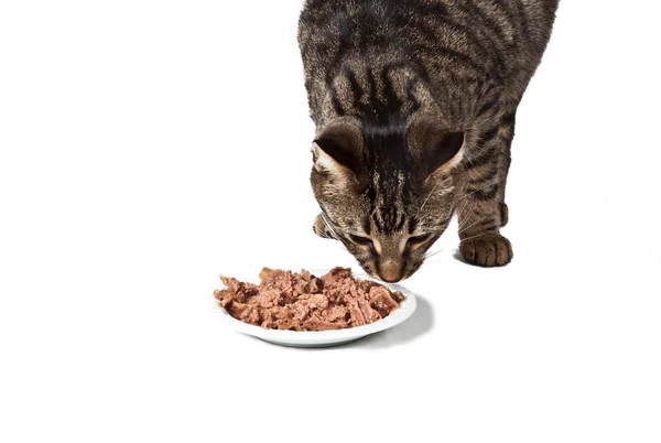 Mignon chat manger — Photo