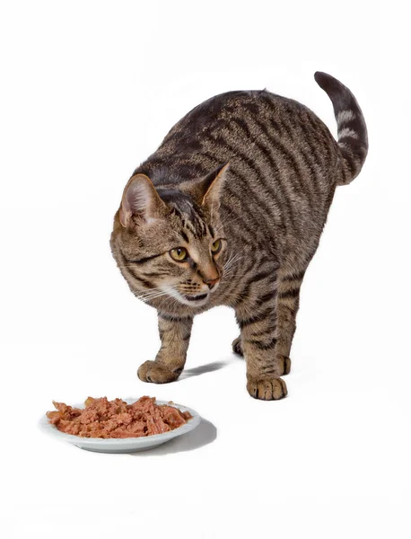 Sevimli kedi yemek — Stok fotoğraf