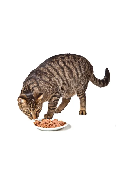 Χαριτωμένο γάτα τρώει — Φωτογραφία Αρχείου
