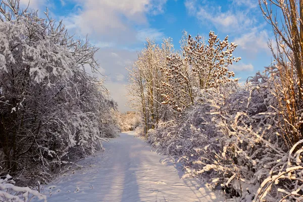 Los árboles en invierno en la nieve — Foto de Stock