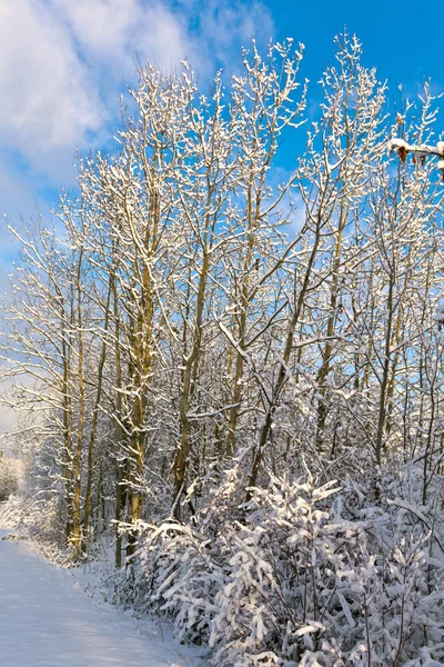 Los árboles en invierno en la nieve — Foto de Stock