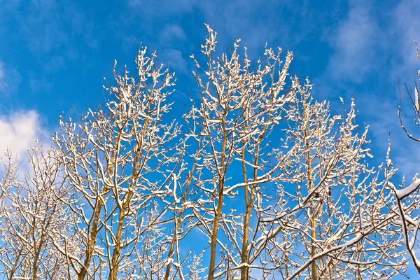 Bomen in sneeuw in de winter — Stockfoto