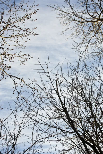 Στέμμα των δέντρων με το γαλάζιο του ουρανού — Φωτογραφία Αρχείου