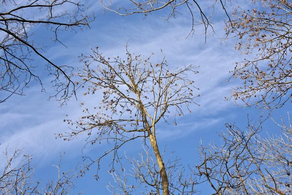 Corona di alberi con cielo blu — Foto Stock